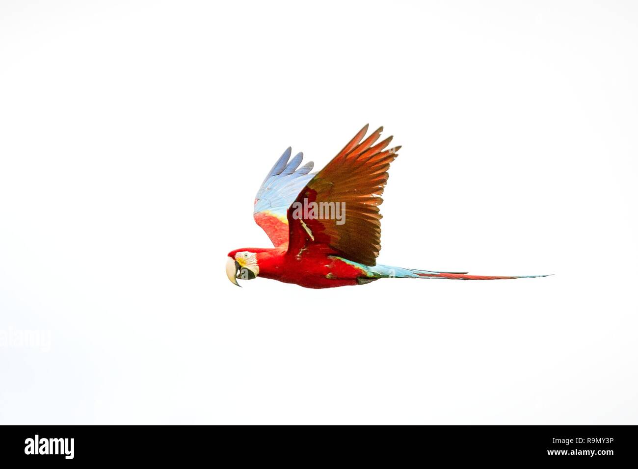 Red Papageien im Flug. Ara fliegen, weißer Hintergrund, Vogel, roten und grünen Ara im tropischen Wald, Brasilien isoliert, Wildlife Szene aus tropischen Natu Stockfoto