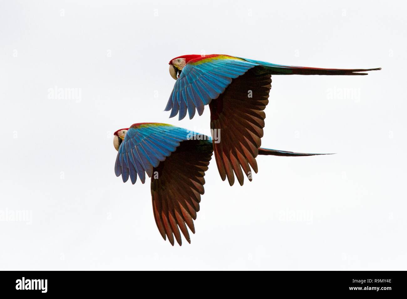 Nicht rot Papageien im Flug. Ara fliegen, weißer Hintergrund, isolierte  Vögel, roten und grünen Ara im tropischen Wald, Brasilien, Wildlife Szene  aus tropischen Stockfotografie - Alamy