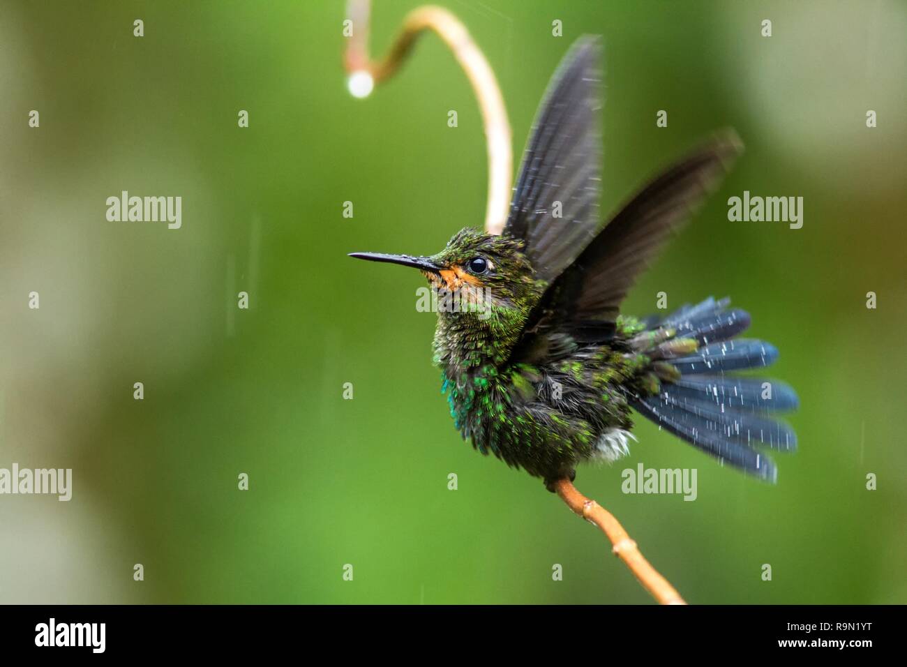 Grün - gekrönte brillant, Heliodoxa jacula sitzen auf Verlassen, Vogel aus Berg tropischer Wald, Panama, Vogel hocken zu lassen, klar grün Hintergrund Stockfoto