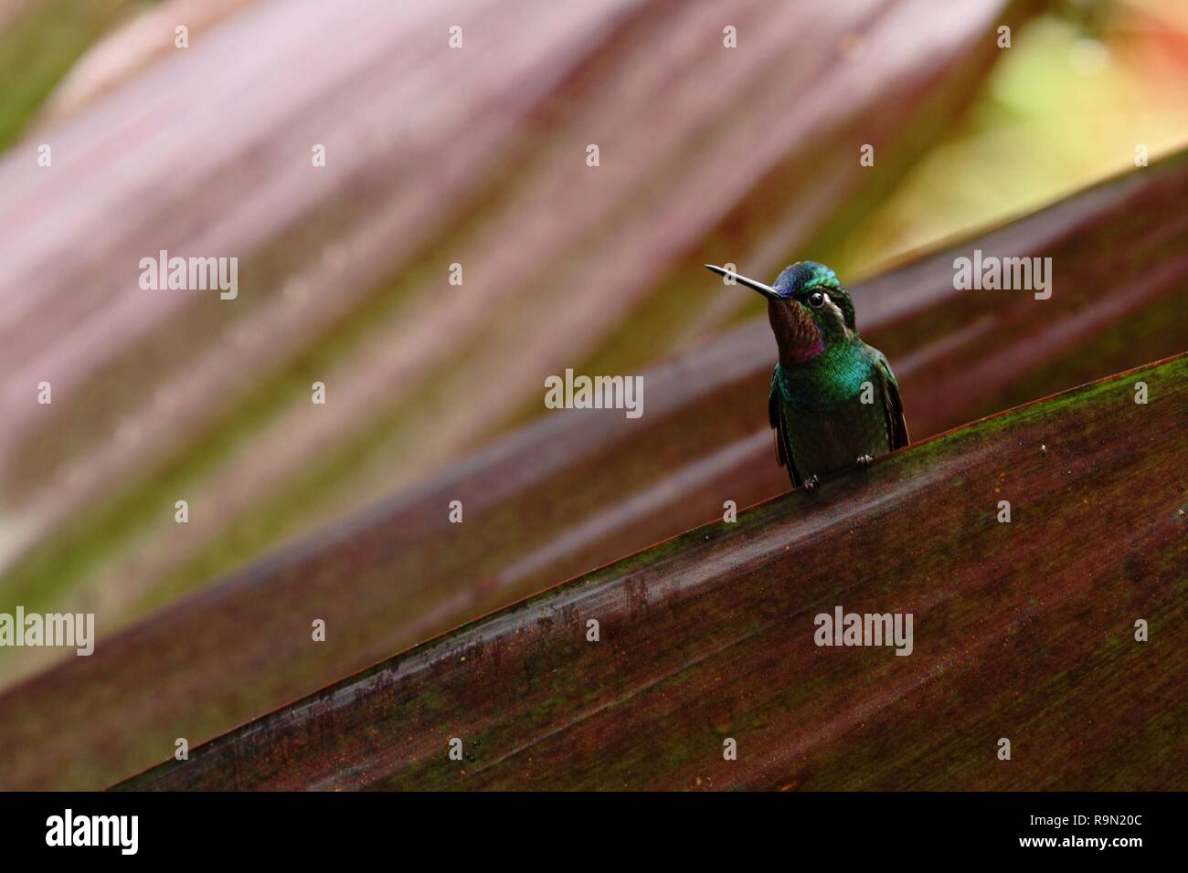 Lila-throated Mountaingem Lampornis calolaemus sitzen auf Blume, Vogel aus Berg tropischer Wald, Panama, Vogel hocken auf Blume, genug Platz Stockfoto