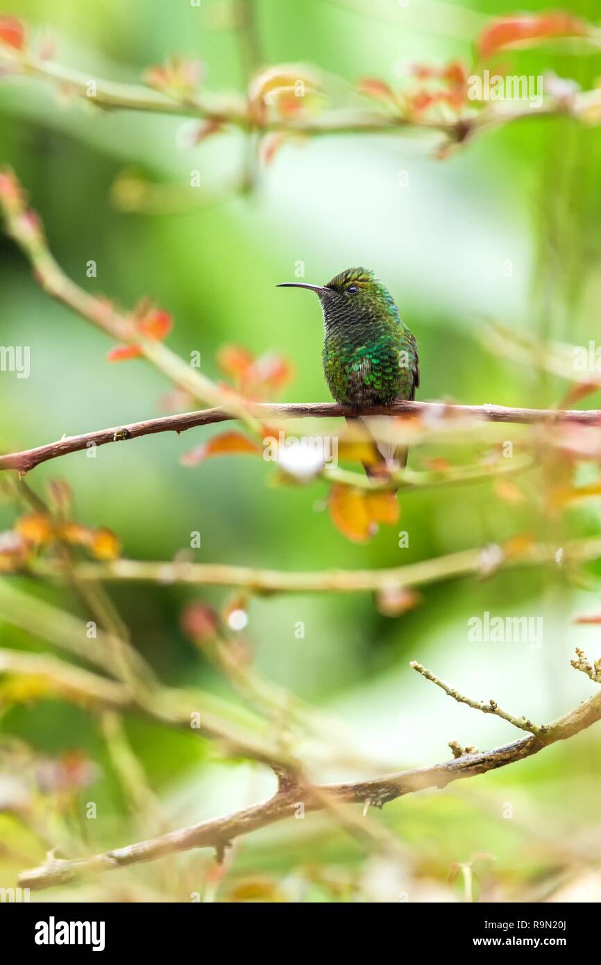 Kupferfarben - vorangegangen Emerald sitzen auf Zweig, Vogel aus Berg tropischer Regenwald, Costa Rica, Vogel auf Zweig, winzige schöne Kolibri in der Natur Stockfoto