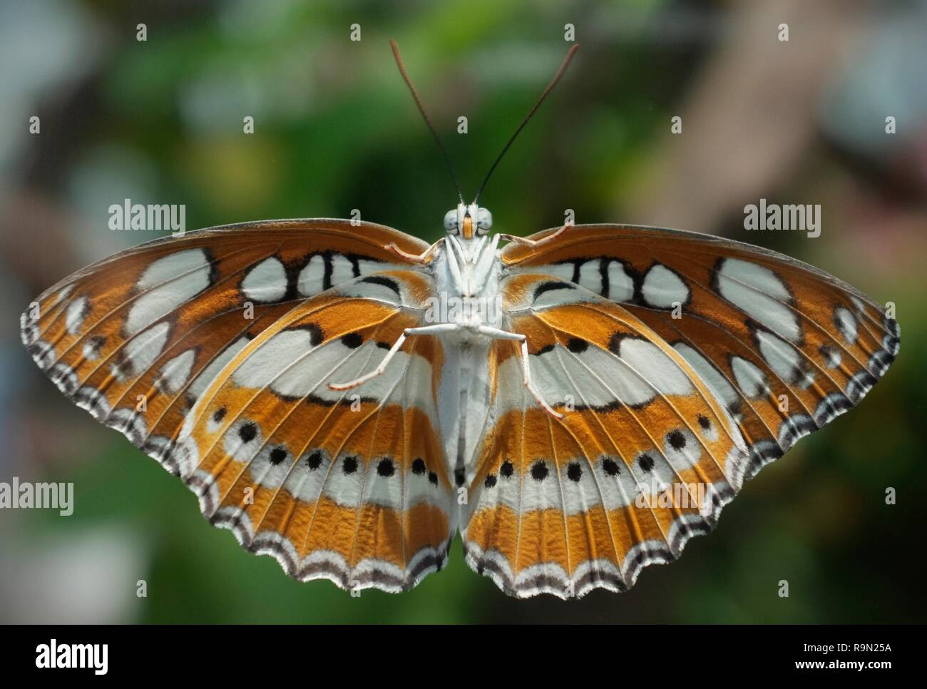 Rückansicht eines farbenfrohen Schmetterling Stockfoto