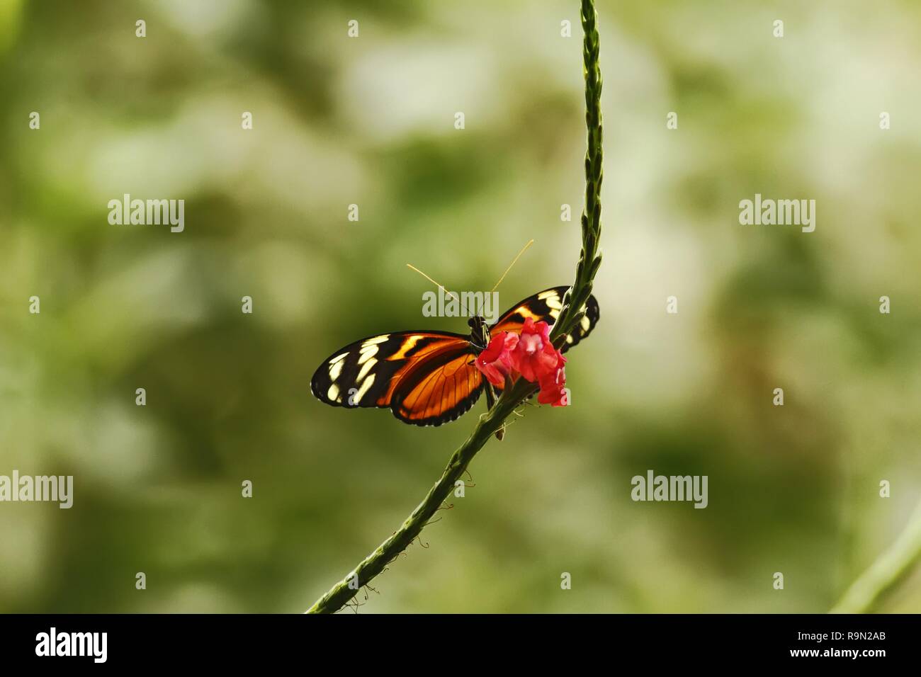 Exotische Schmetterlinge sitzen auf rote Blume in den tropischen Regenwald in Costa Rica, exotische Abenteuer, Schmetterling mit Gelb und Orange Wings, klar grün Ba Stockfoto