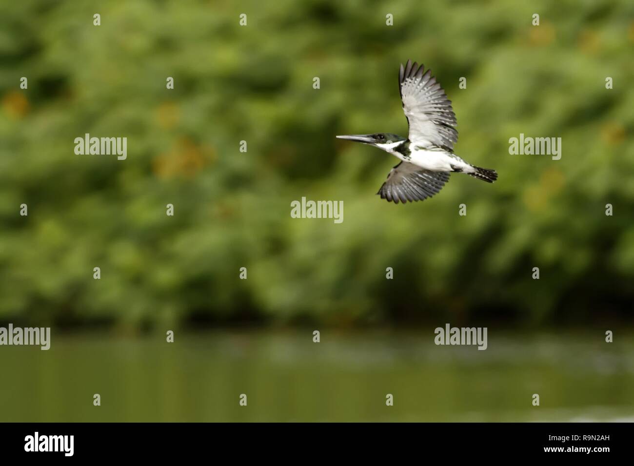 Amazon Kingfisher - chloroceryle Amazona im Flug in seiner natürlichen  Fluss Umgebung, grüne Blätter im Hintergrund, Vogel nach der Jagd in Costa  Rica, exotische Stockfotografie - Alamy