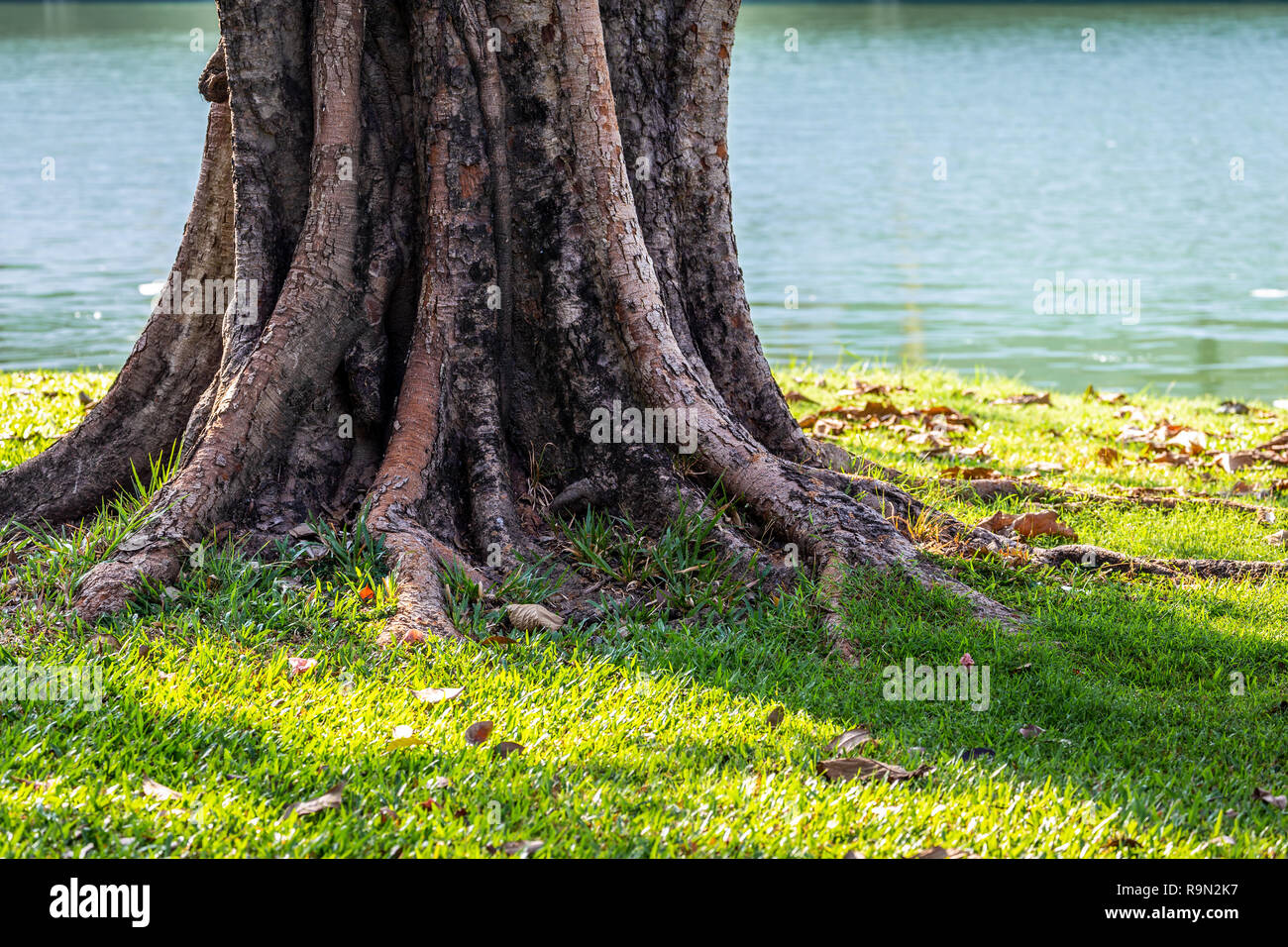 Bole und Wurzeln der großen alten Baum stand auf grasbewachsenen Boden in der Nähe von Teich. Stockfoto