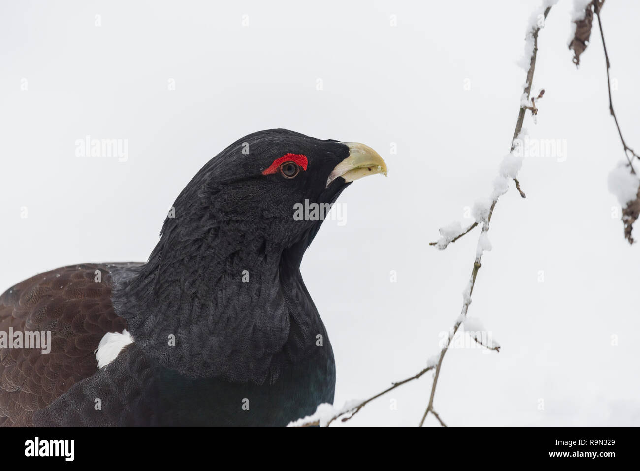 Auerhahn, Tetrao urogallus, männliche Western auerhahn Auerhahn Stockfoto