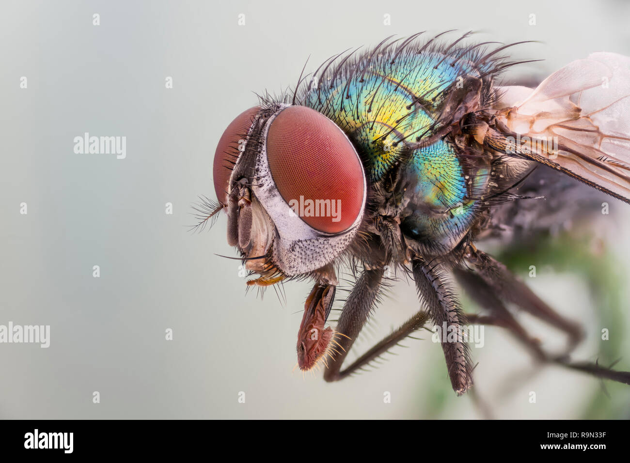 , Goldfliege Lucilia sericata, grüne Flasche Fliegen - Detaillierte Mikroskop Stack Extrem Stockfoto