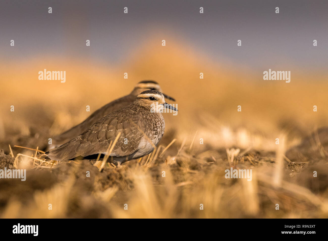 Dieses Bild von der Steppenkiebitz ist in Gujarat in Indien. Stockfoto