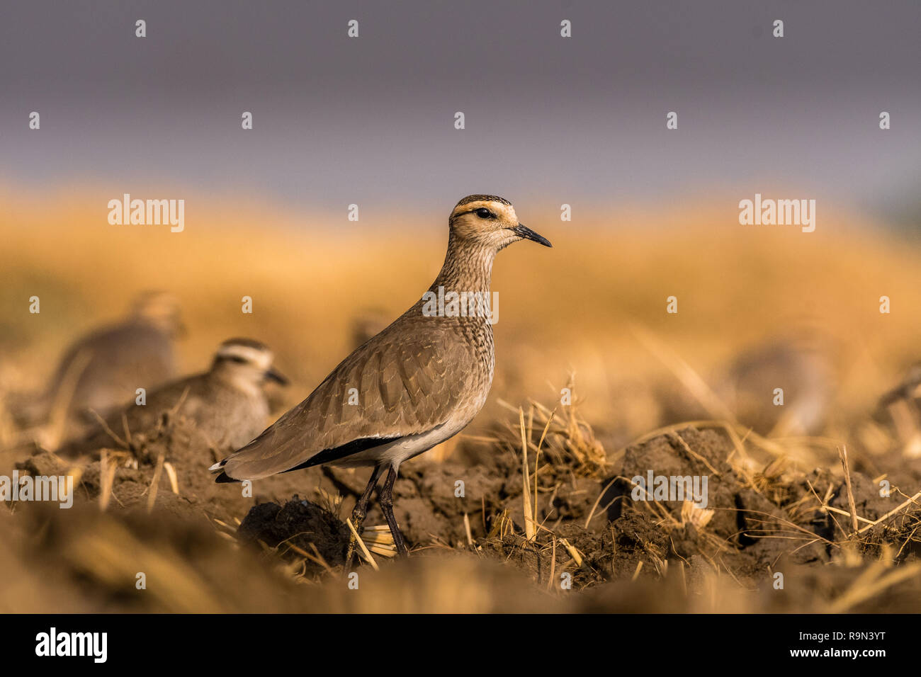 Dieses Bild von der Steppenkiebitz ist in Gujarat in Indien. Stockfoto