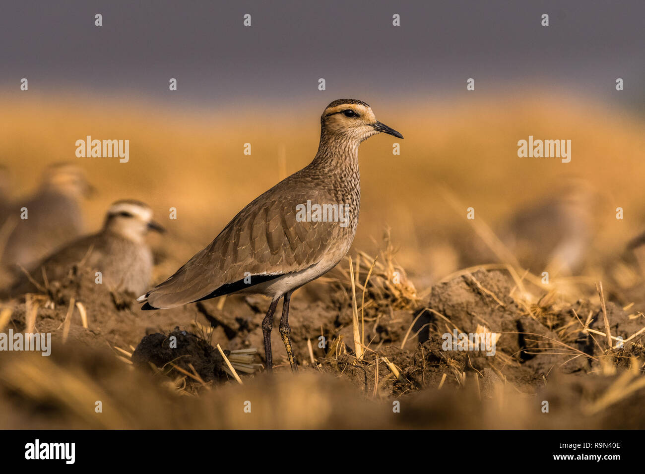 Dieses Bild von der Steppenkiebitz ist in Gujarat in Indien. Stockfoto