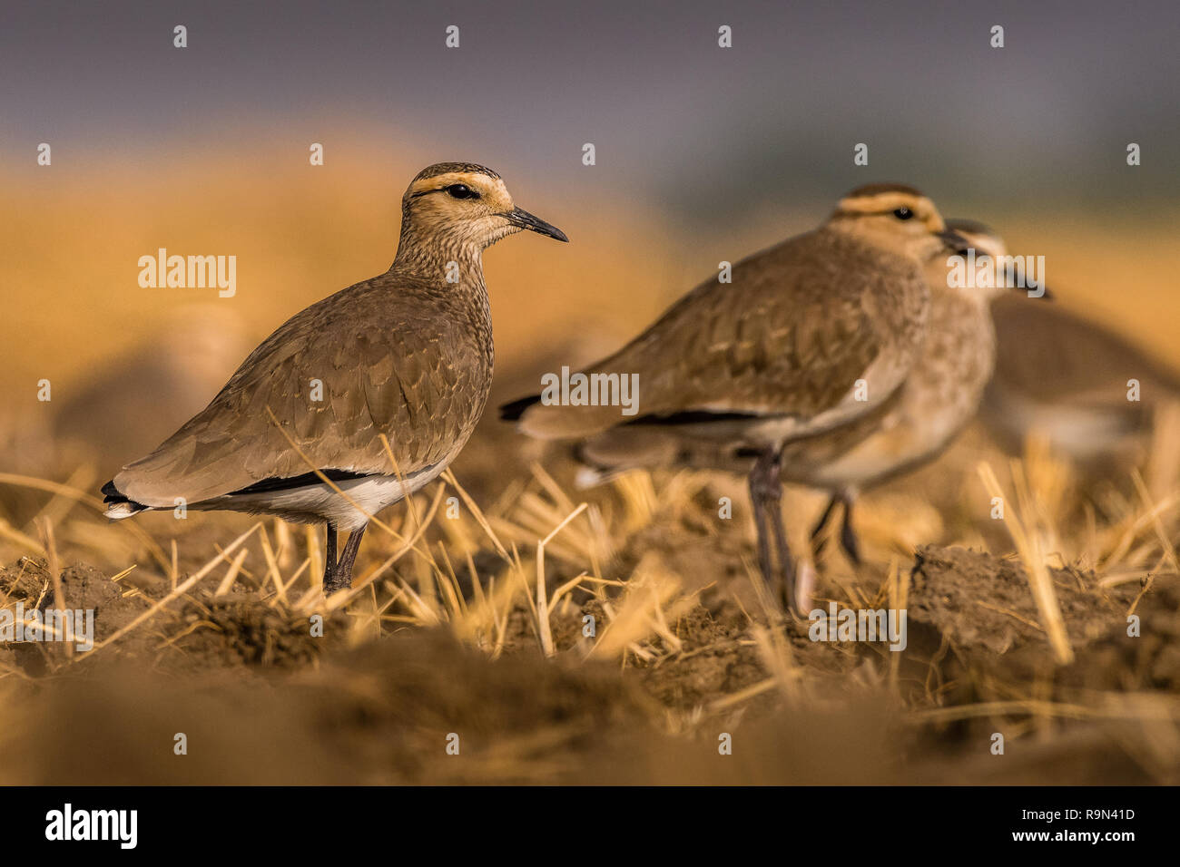 Dieses Bild von der Steppenkiebitz ist in Gujarat in Indien. Stockfoto