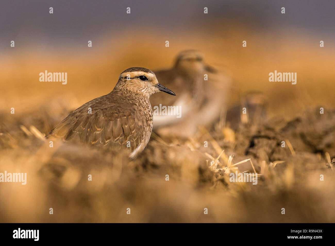 Dieses Bild von der Steppenkiebitz ist in Gujarat in Indien. Stockfoto