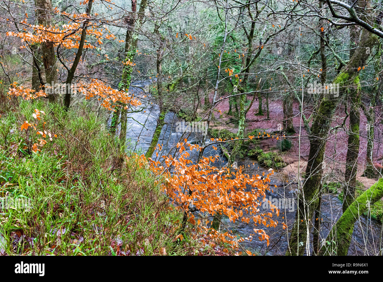 Herbst Farben bestehen in der teign Schlucht in der Nähe von Das fingle Brücke, Nationalpark Dartmoor, Devon, Großbritannien. Stockfoto