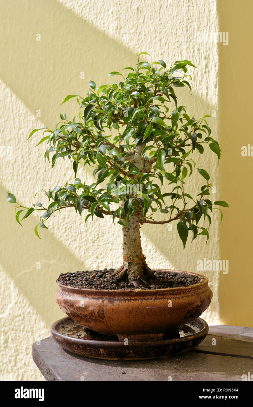 Bonsai auf dem Balkon Stockfotografie - Alamy