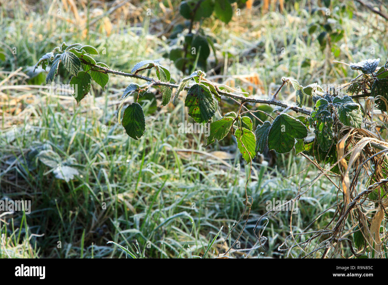 Frost auf Dornen und Blätter in einem forest park Stockfoto