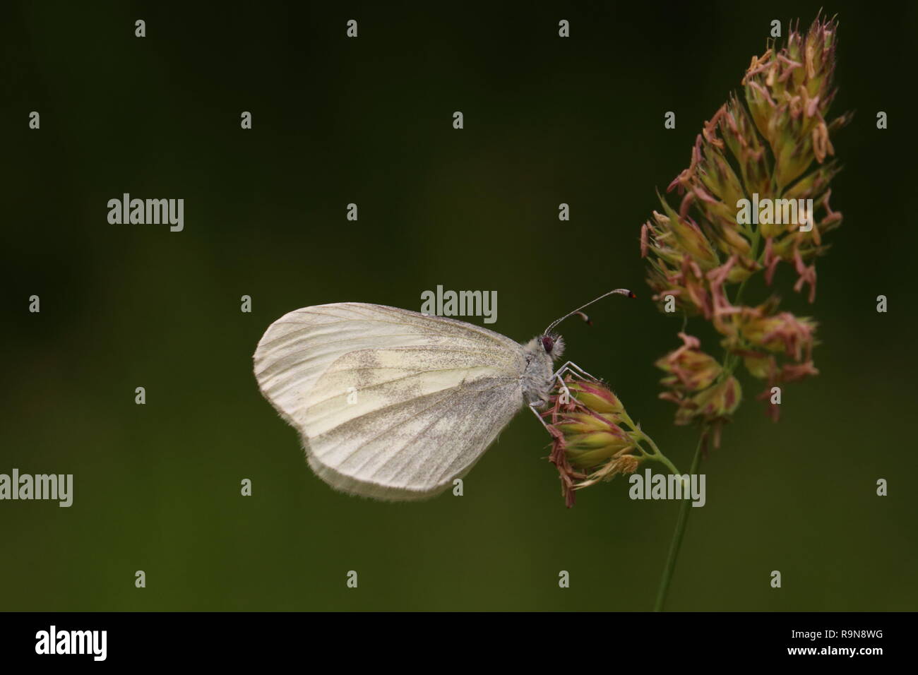 Holz, weißer Schmetterling Stockfoto