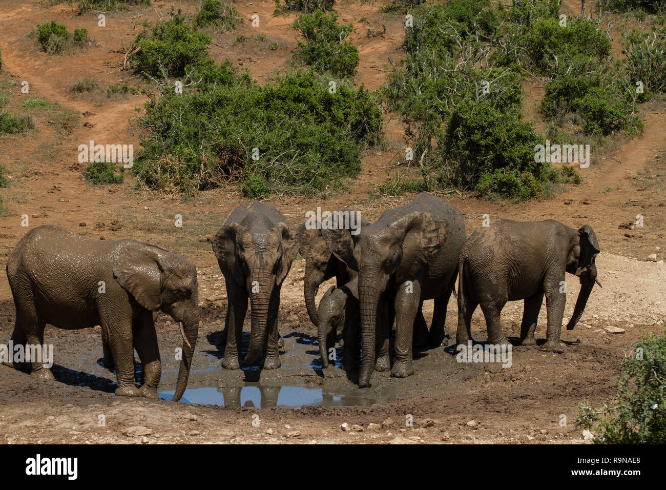 Elefanten bei Marion Baree Wasserloch, Addo Elephant National Park, Südafrika Stockfoto