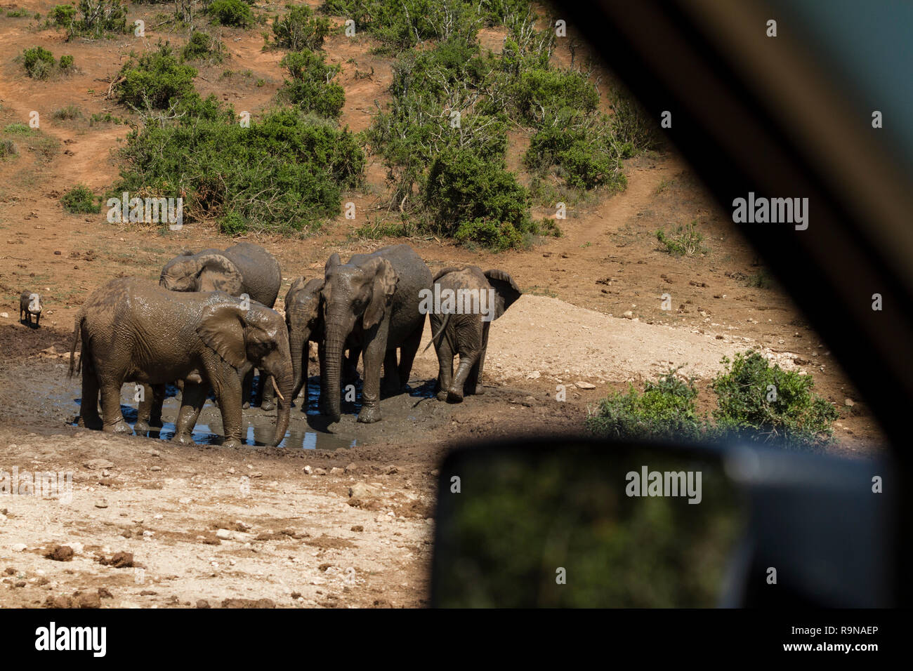 Auf einer Safari Pirschfahrt im Addo Elephant National Park, Südafrika Stockfoto