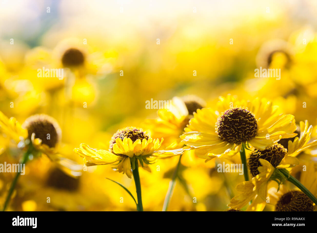 Gelbe helenium Blumen wachsen im Garten, Makro Foto mit weichen selektiven Fokus Stockfoto