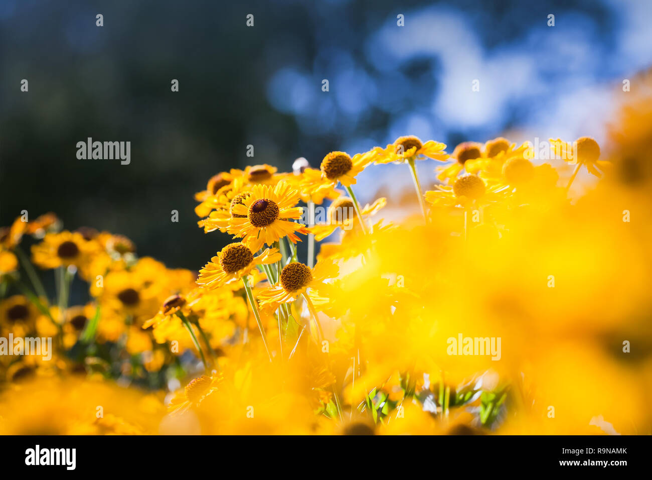 Gelbe helenium Blumen im Sommer Tag, Makro Foto mit weichen selektiven Fokus Stockfoto