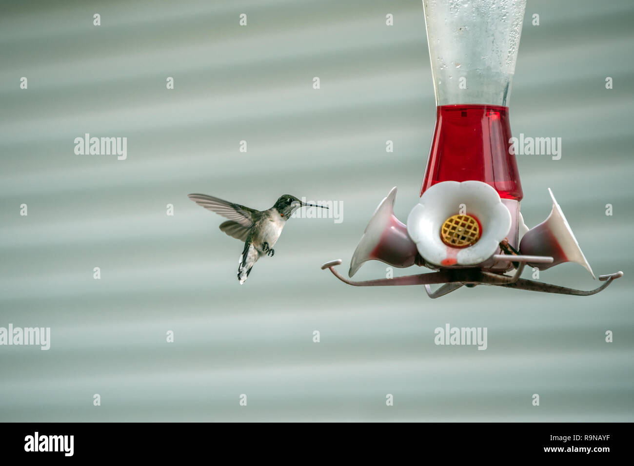 Eine hübsche Hummingbird bereitet auf dem Nektar Feeder zu landen. Ein defokussiertem Hintergrund erfasst wurde. Stockfoto