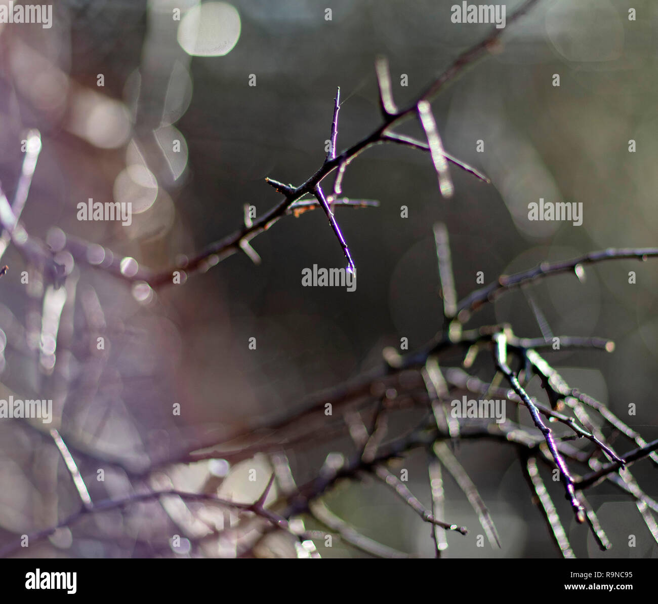 Nahaufnahme von Winter Wassertröpfchen in Mid Sussex Winter Wald mit Bokeh Stockfoto