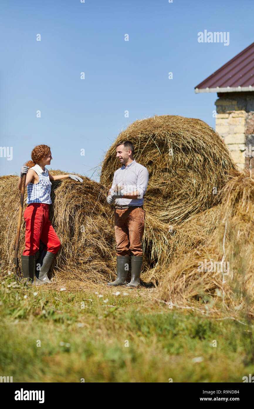 Die Landwirte um Heuhaufen Stockfoto