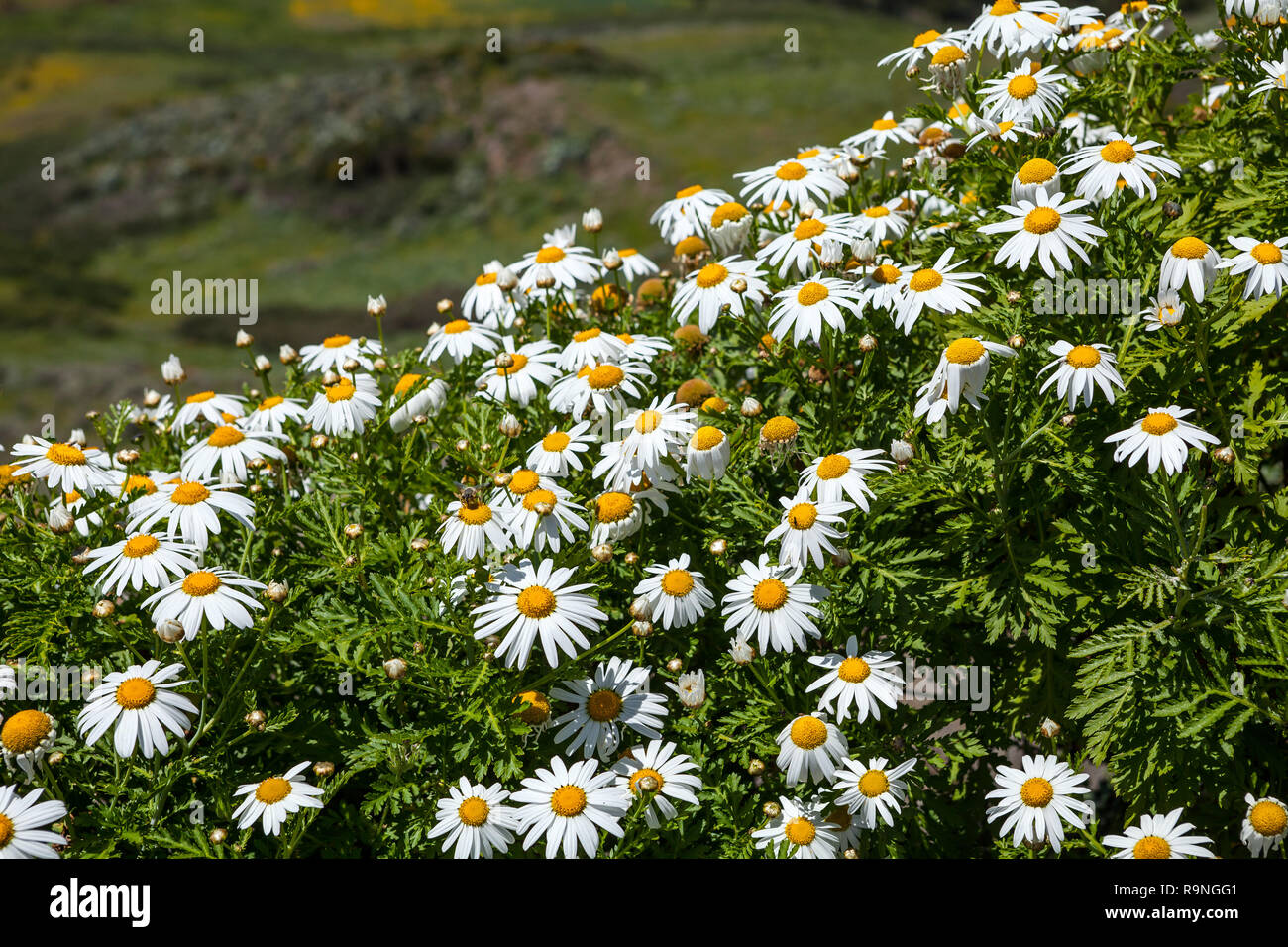 White dekorative Kamille im Garten. Teneriffa, Kanarische Inseln, Spanien Stockfoto