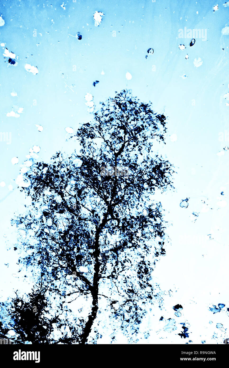 Abstrakte Spiegelung von einem Baum im Wasser eines Sees Stockfoto