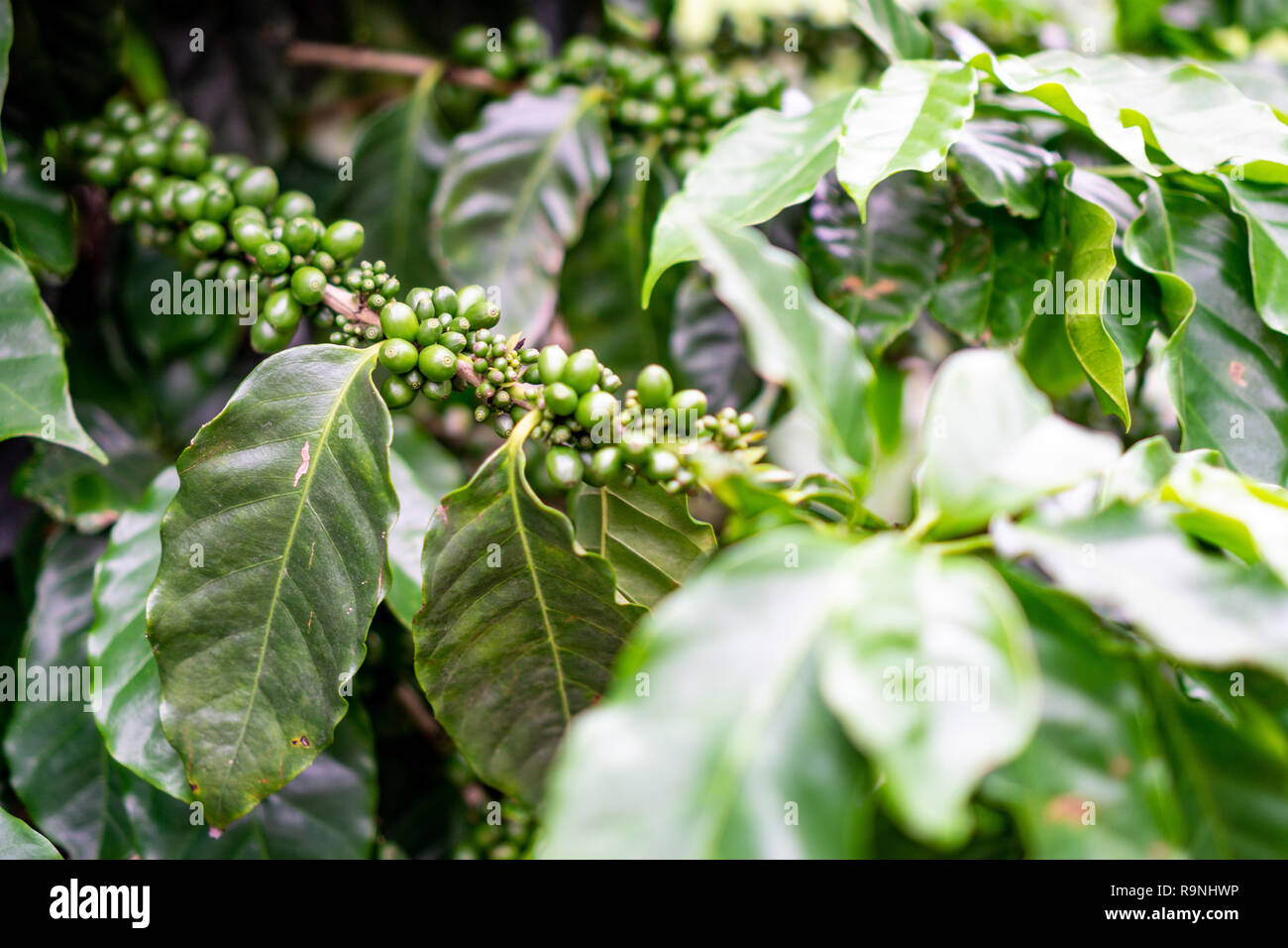 Nahaufnahme von Kaffeebohnen auf ein Kaffee Anlage an einem Bauernhof in Vineales Kuba bereit für die Ernte. Stockfoto