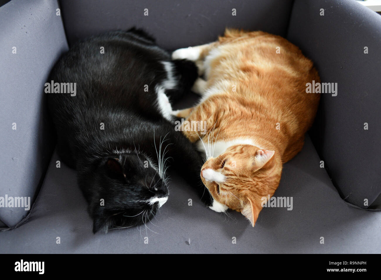 Zwei Katzen zusammen kuscheln Sie sich auf einen Stuhl zu Hause. Stockfoto