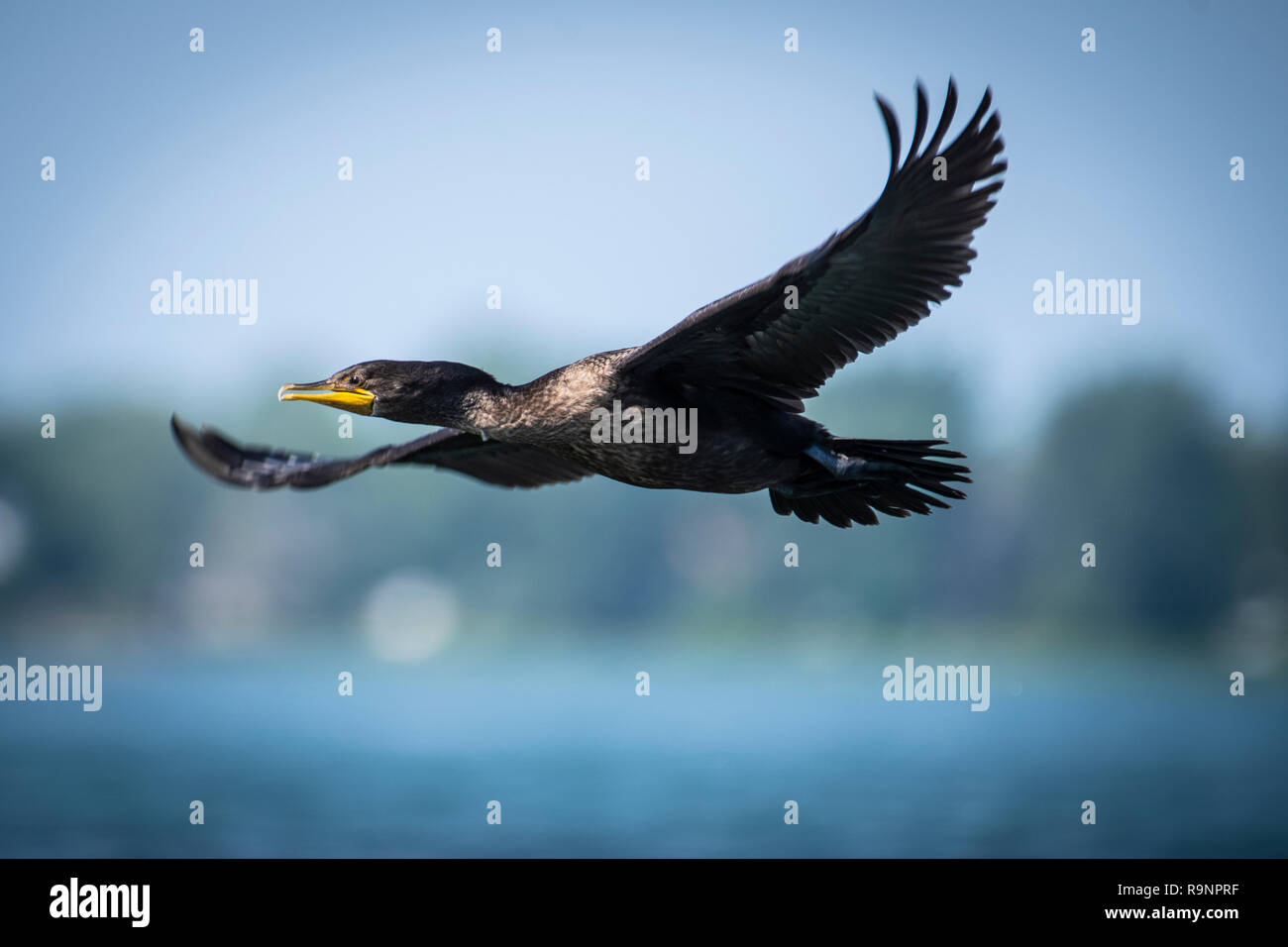 Der Doppelkammkormorant fliegt in der Nähe einer Insel auf der St. Der Lawrence-Fluss Stockfoto