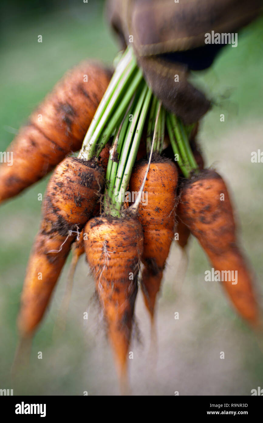LB 00019-00 ... WASHINGTON - Karotten frisch von einem städtischen Garten. LensBaby Foto Stockfoto