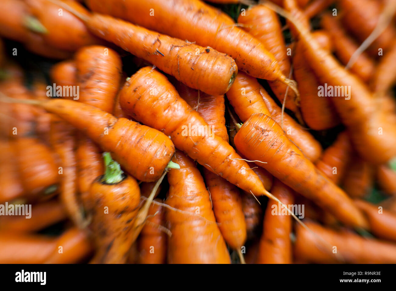 LB 00020-00 ... WASHINGTON - Karotten frisch von einem städtischen Garten. LensBaby Foto Stockfoto