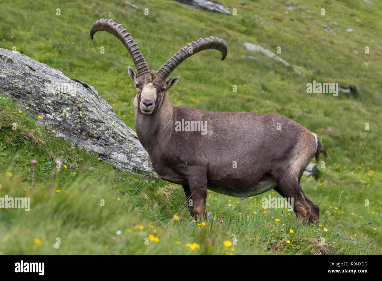 Alpensteinbock (Capra ibex) männlich mit großen Hörnern im Sommer im Nationalpark Hohe Tauern, Österreichischen Alpen, Kärnten / Kärnten, Österreich Stockfoto