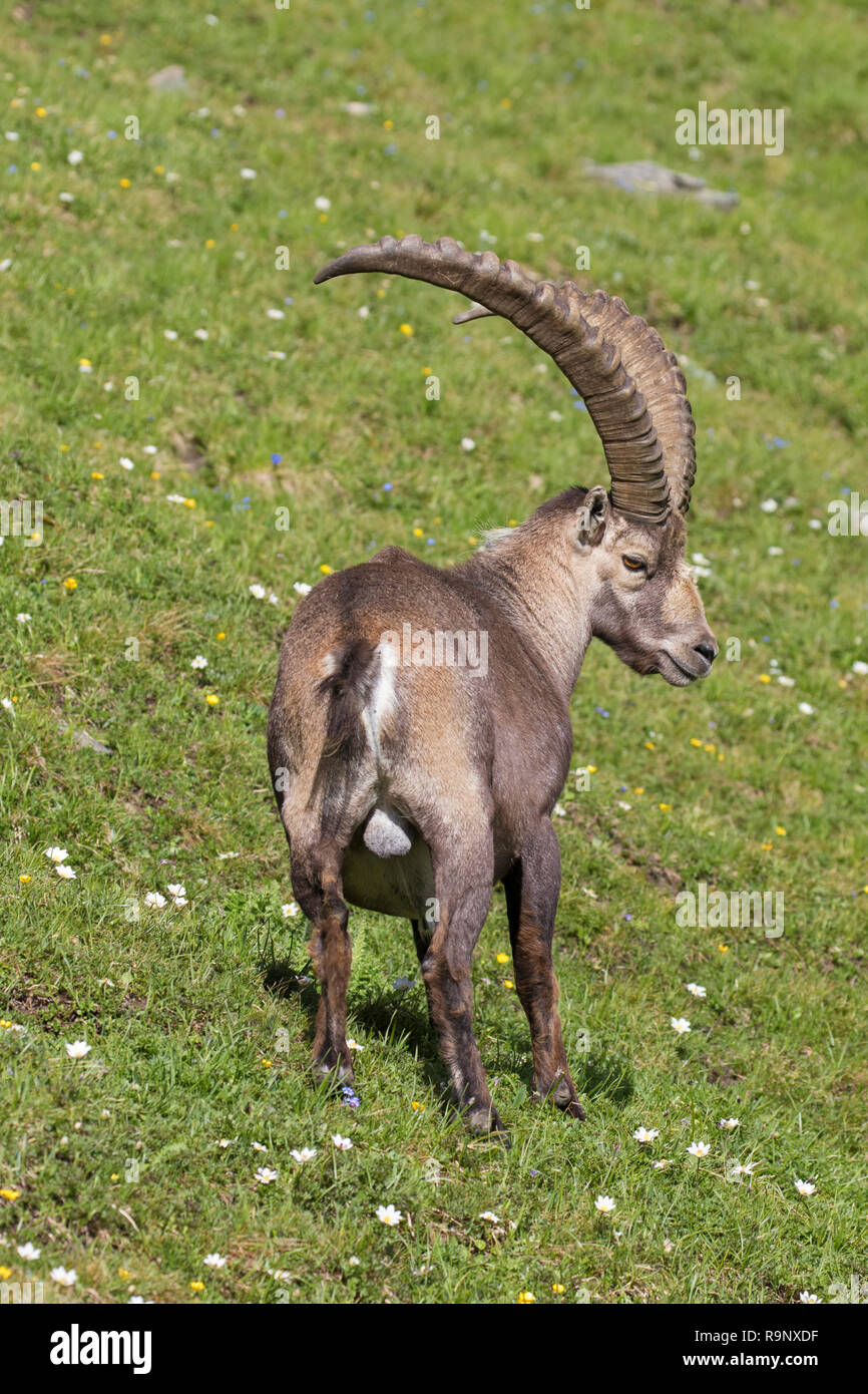 Alpensteinbock (Capra ibex) männlich mit großen Hörnern im Sommer im Nationalpark Hohe Tauern, Österreichischen Alpen, Kärnten / Kärnten, Österreich Stockfoto