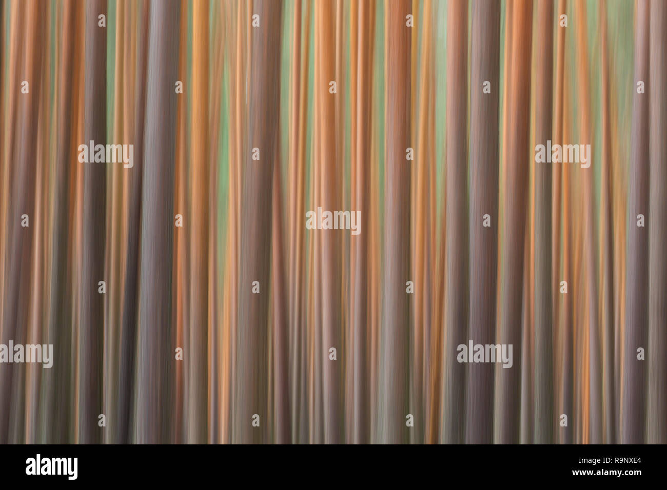 Abstraktes Bild der Bewegung verwischt Gemeine Kiefer (Pinus sylvestris) Baumstämme im Nadelwald Stockfoto