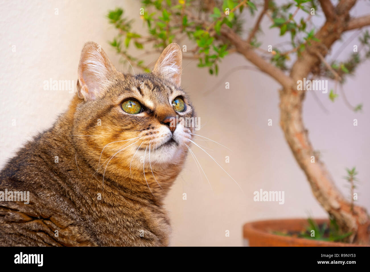 Porträt der Hauskatze Stockfoto
