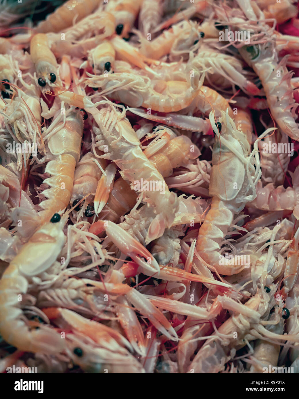 Frische Langoustines zum Verkauf in einem Markt in Spanien Stockfoto