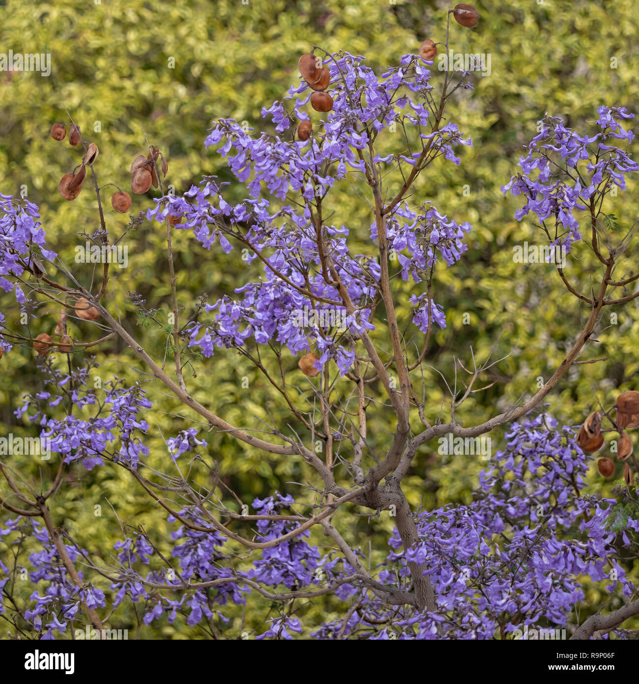 Blaue Jacaranda Tree Jacaranda mimosifolia im Frühjahr ...