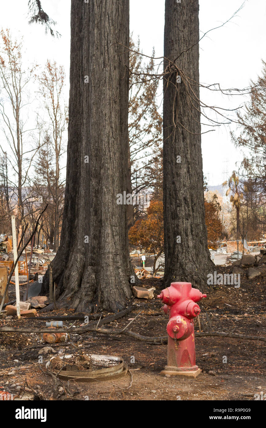 Bäume und Hydranten - Diese Bilder wurden in den Nachbarschaften, in der Nähe von Santa Rosa, Kalifornien, wo Waldbrände Anfang Oktober 2017 erfasst. Stockfoto