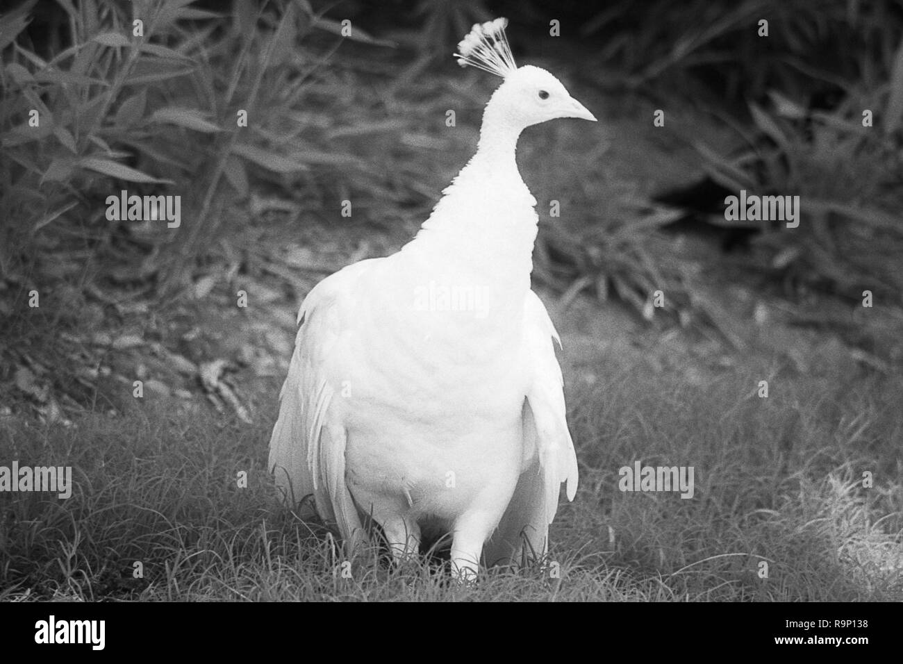 MONTERREY, NL/MEXIKO - 14.September 2003: Weiße Pfau im La Pastora Zoo. In der Nähe von-IR-Film Stockfoto