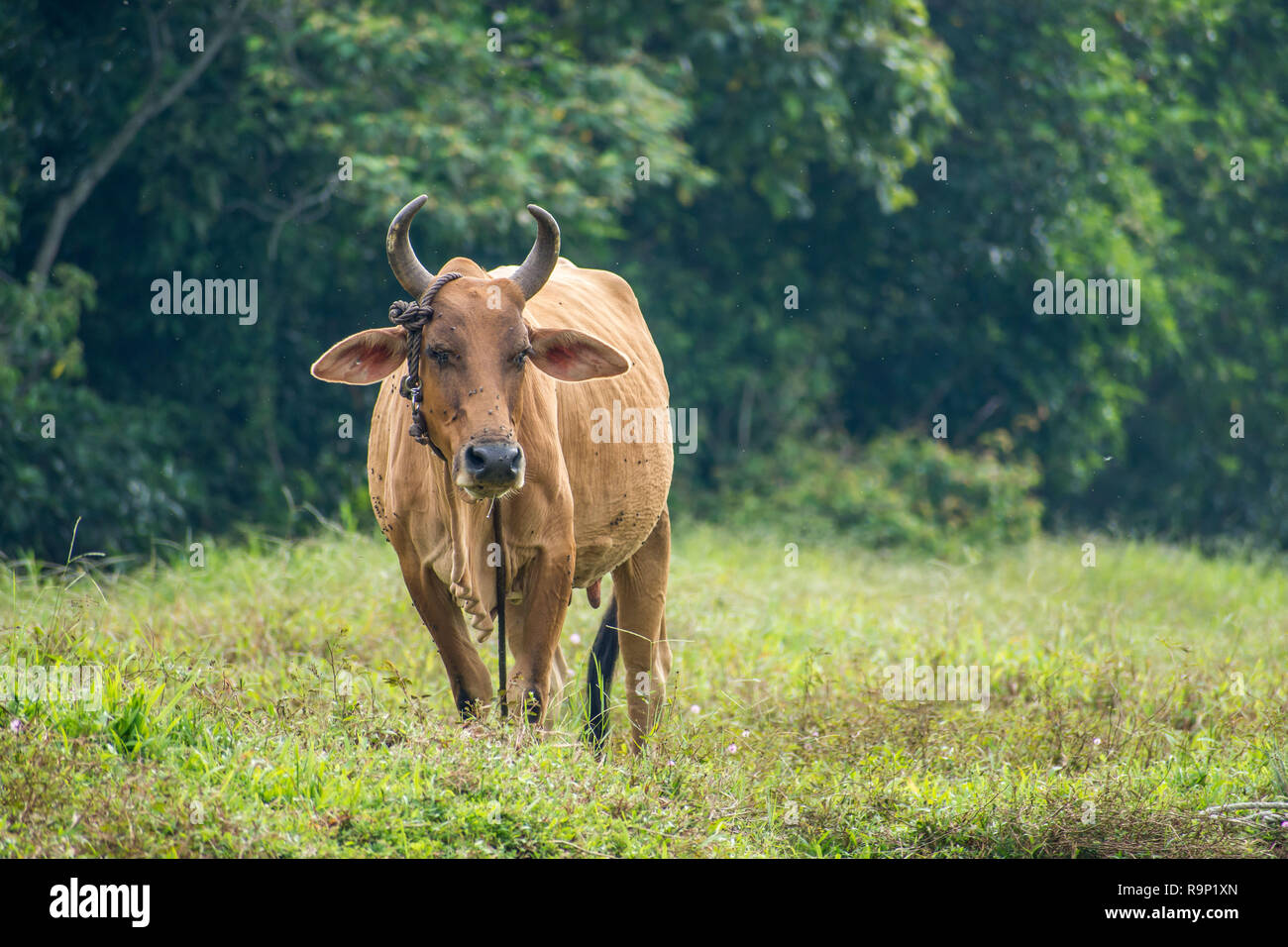 Braun Kuh Haltung auf landwirtschaftlich genutzten Flächen. Stockfoto