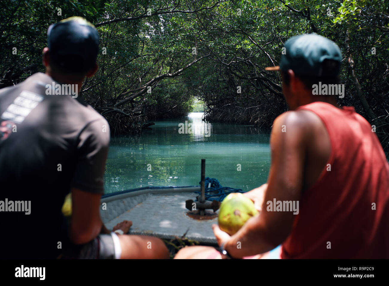 Brasilianische Bootstour in den Mangroven Stockfoto