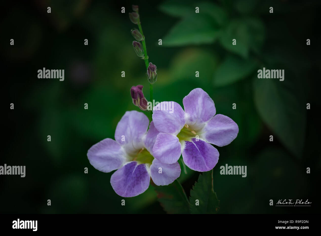 Die Chinesischen violett Lila Blume (Asystasia gangetica) Stockfoto