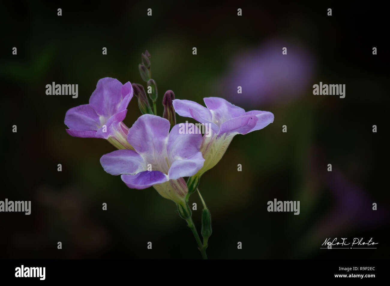 Die Chinesischen violett Lila Blume (Asystasia gangetica) Stockfoto