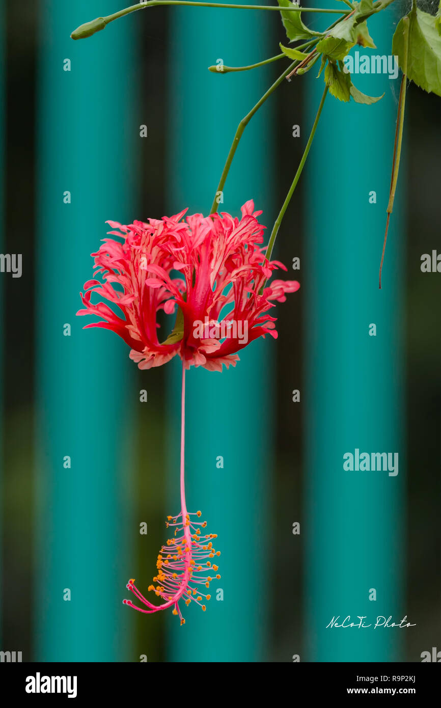 Leuchtend rote Blüten von Hibiskus (Hibiscus rosa sinensis) auf grünem Hintergrund. Karkade in tropischen Regionen. Hawaiian wilden roten Hibiskus Anlage. Stockfoto