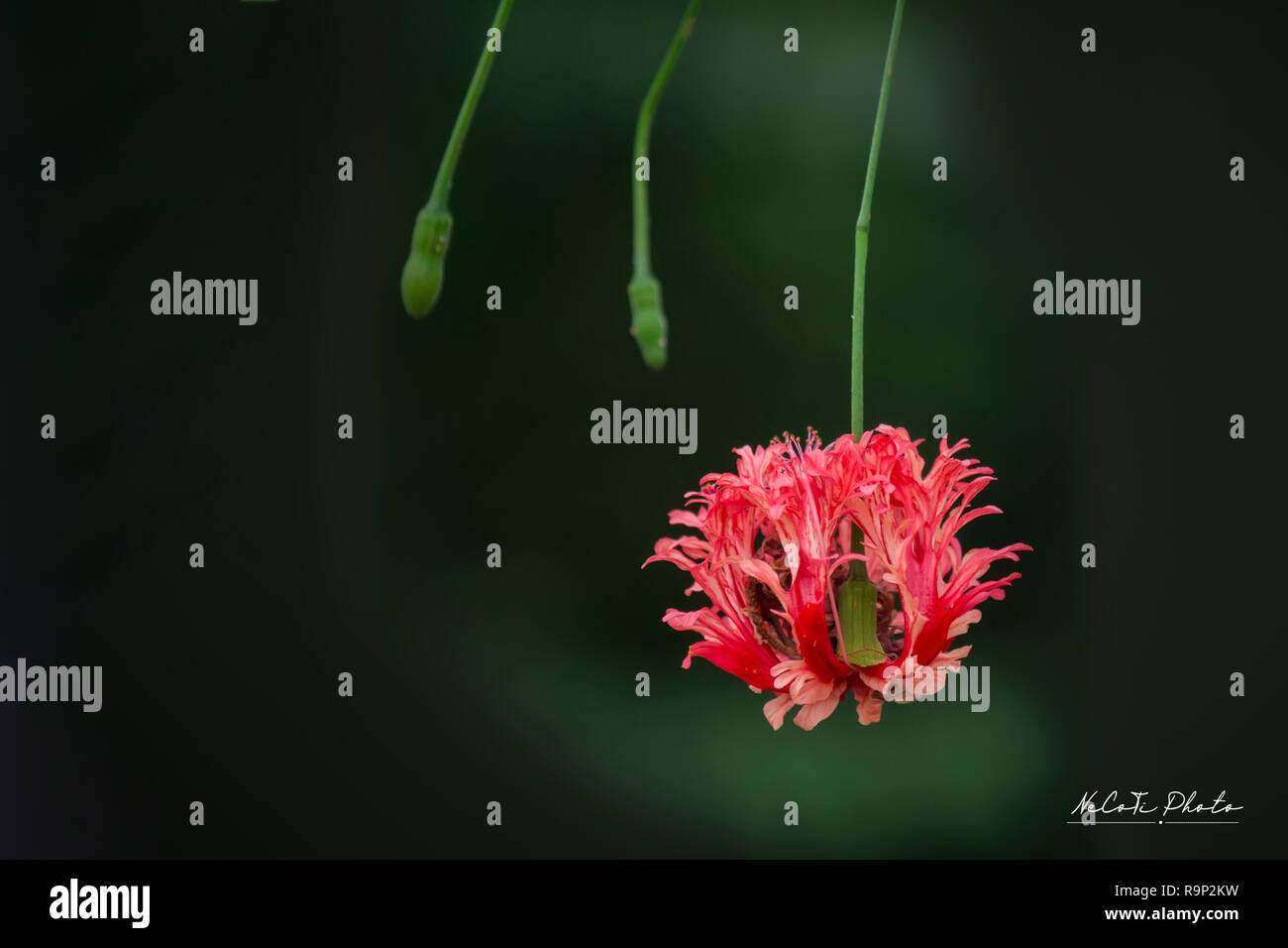 Leuchtend rote Blüten von Hibiskus (Hibiscus rosa sinensis) auf grünem Hintergrund. Karkade in tropischen Regionen. Hawaiian wilden roten Hibiskus Anlage. Stockfoto