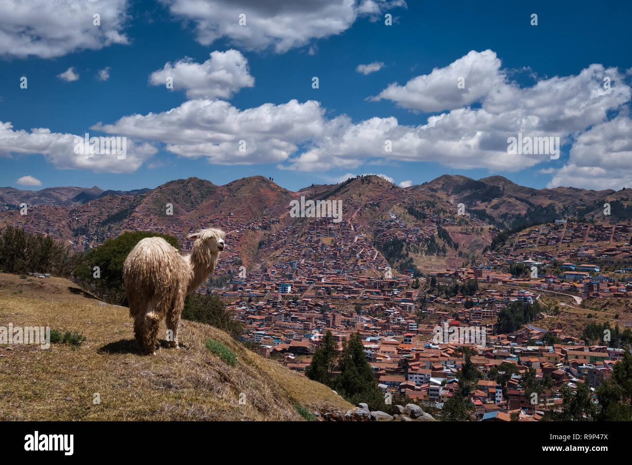 Weiß peruanischen Llama stehend auf Hügel mit schöner Aussicht auf die Stadt Cusco, Peru Stockfoto