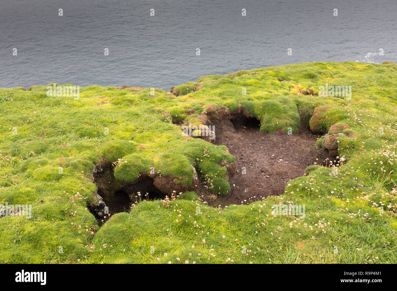 Leere schachteln Löcher von papageientaucher auf Fair Isle, Shetland Stockfoto